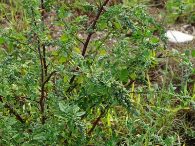 Chenopodium mucronatum, photographed by Shaun Swanepoel