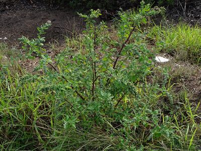 Chenopodium mucronatum, photographed by Shaun Swanepoel