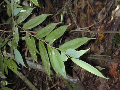 Xylopia macrantha, photographed by Jens-Christian Svenning