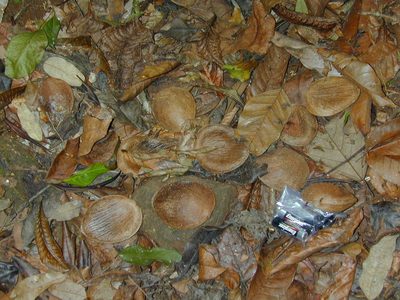 Prioria copaifera, photographed by Jens-Christian Svenning