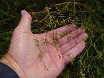 Centella virgata, photographed by Shaun Swanepoel