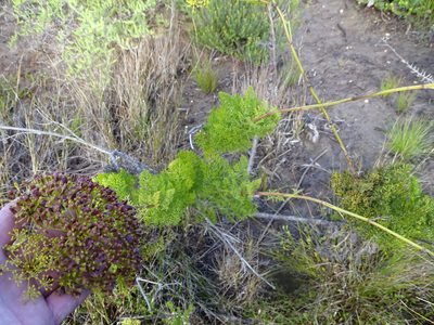Notobubon ferulaceum, photographed by Shaun Swanepoel