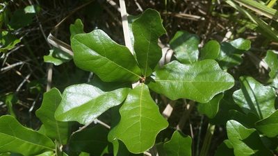 Quercus chapmanii, photographed by Jay Horn