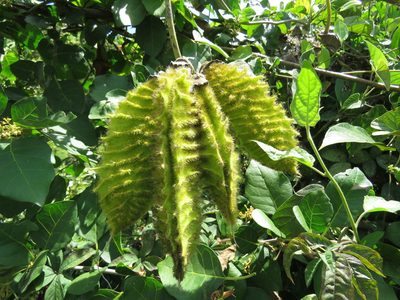 Mucuna sloanei, photographed by Alexis López Hernández