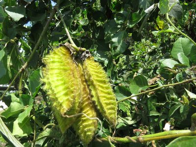 Mucuna sloanei, photographed by Alexis López Hernández