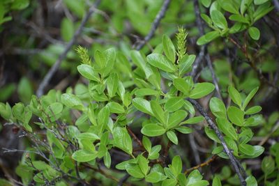 Salix myrtillifolia, photographed by Syd Cannings