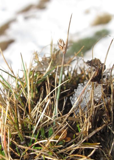 Carex enysii, photographed by Alice Shanks