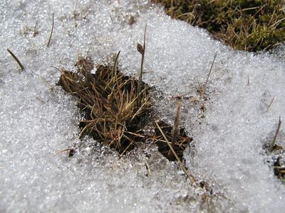 Carex enysii, photographed by Alice Shanks