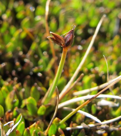 Carex enysii, photographed by Alice Shanks