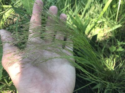 Agrostis hyemalis, photographed by Ryan Donnelly
