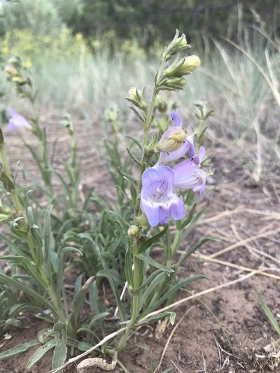 Penstemon jamesii, photographed by Teri Neville