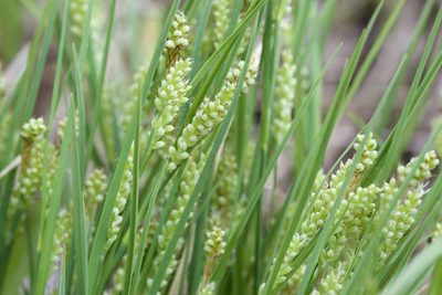 Carex garberi, photographed by Owen Strickland