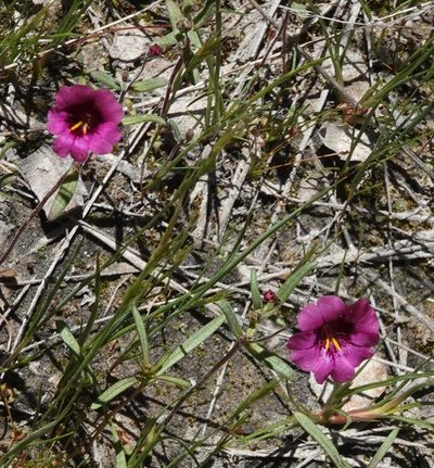 Erythranthe palmeri, photographed by desertnaturalist
