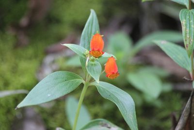 Seemannia sylvatica, photographed by capacoscar