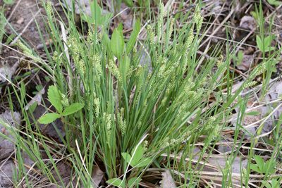 Carex garberi, photographed by Owen Strickland