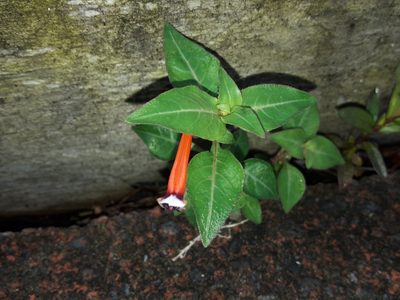 Cuphea ignea, photographed by naturewatchwidow