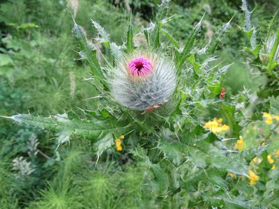 Cirsium brevistylum, photographed by Garth Harwood