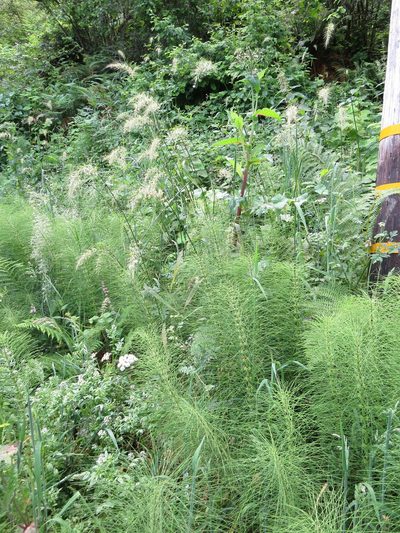 Elymus californicus, photographed by Garth Harwood