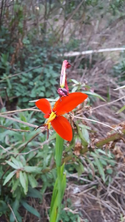 Tigridia orthantha, photographed by Eugenio Padilla
