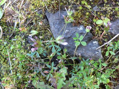 Trifolium oliganthum, photographed by J Straka
