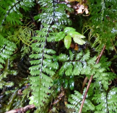 Hymenophyllum pectinatum, photographed by Mike Slater
