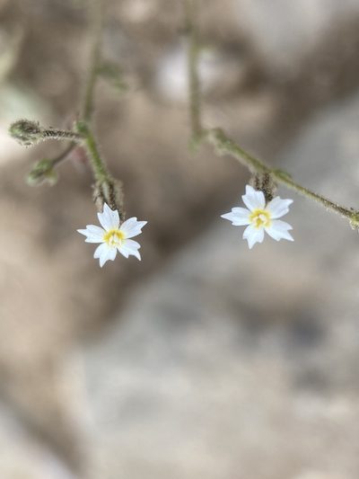 Aliciella triodon, photographed by Matt Berger