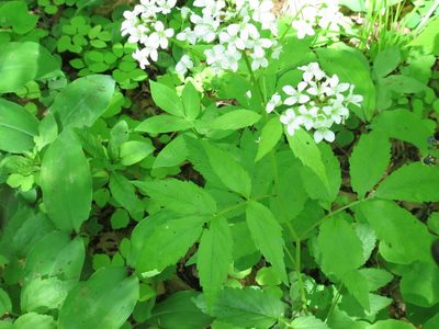 Cardamine leucantha, photographed by Repina Tatyana