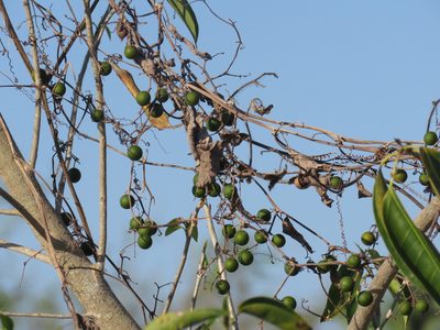 Cayaponia attenuata, photographed by Alexis López Hernández