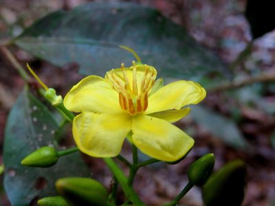 Ouratea lucens, photographed by Alexis López Hernández