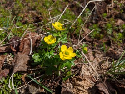 Ranunculus eschscholtzii, photographed by Erin McKittrick
