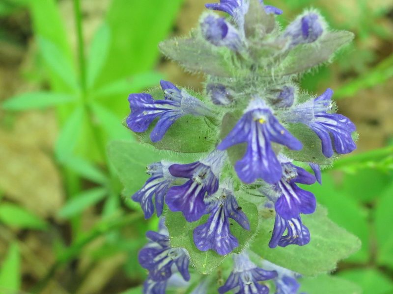 Ajuga multiflora, photographed by Repina Tatyana