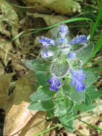 Ajuga multiflora, photographed by Repina Tatyana