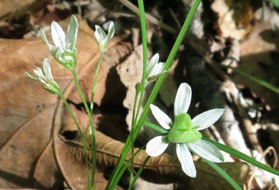Gagea triflora, photographed by Repina Tatyana