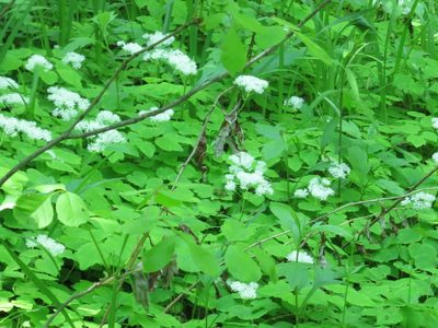 Thalictrum filamentosum, photographed by Repina Tatyana