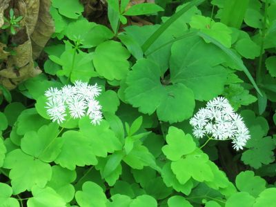 Thalictrum filamentosum, photographed by Repina Tatyana