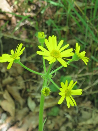 Tephroseris kirilowii, photographed by Repina Tatyana