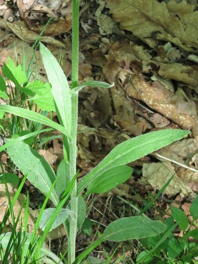 Tephroseris kirilowii, photographed by Repina Tatyana