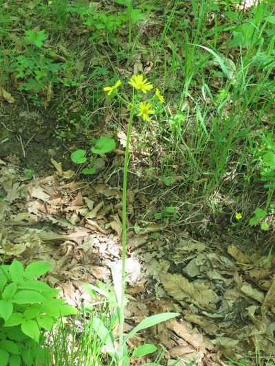 Tephroseris kirilowii, photographed by Repina Tatyana