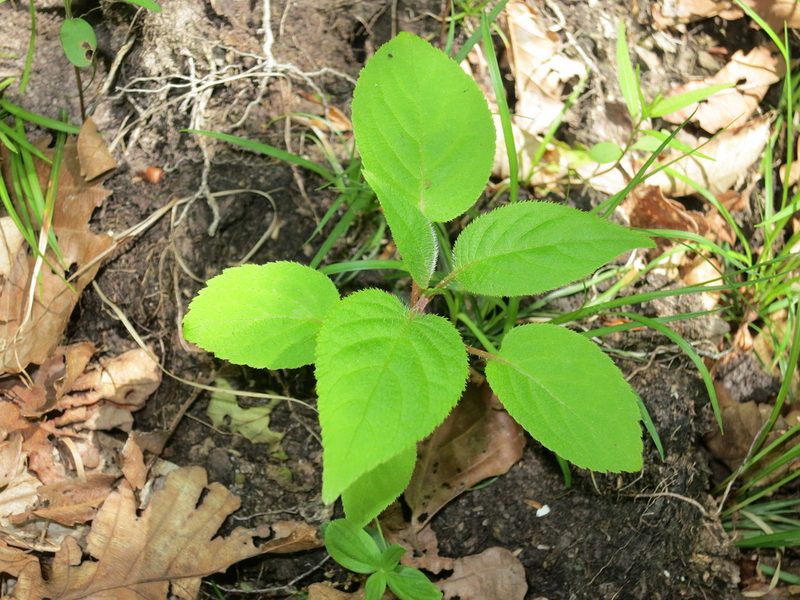 Actinidia arguta, photographed by Repina Tatyana