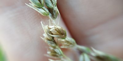 Anthoxanthum nitens, photographed by Yurii Basov