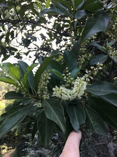 Itea chinensis, photographed by Yj