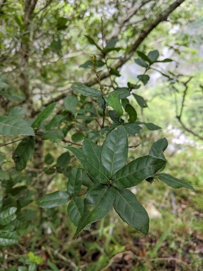 Quercus tarokoensis, photographed by Cheng-Te Hsu