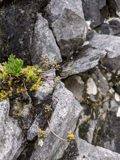 Sedum tarokoense, photographed by Cheng-Te Hsu