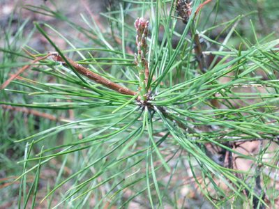 Pinus densiflora, photographed by Repina Tatyana