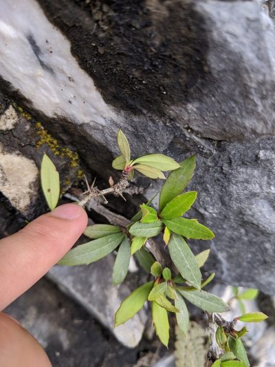 Berberis tarokoensis, photographed by Cheng-Te Hsu