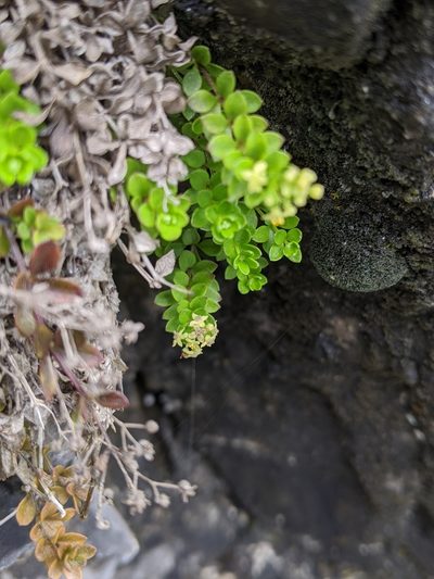 Galium tarokoense, photographed by Cheng-Te Hsu