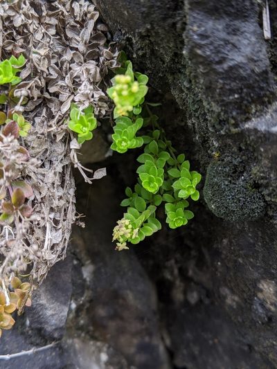 Galium tarokoense, photographed by Cheng-Te Hsu