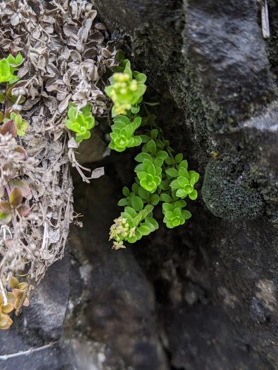 Galium tarokoense, photographed by Cheng-Te Hsu