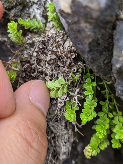 Galium tarokoense, photographed by Cheng-Te Hsu