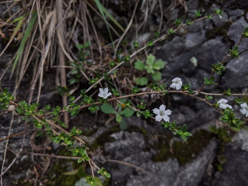 Serissa japonica, photographed by Cheng-Te Hsu